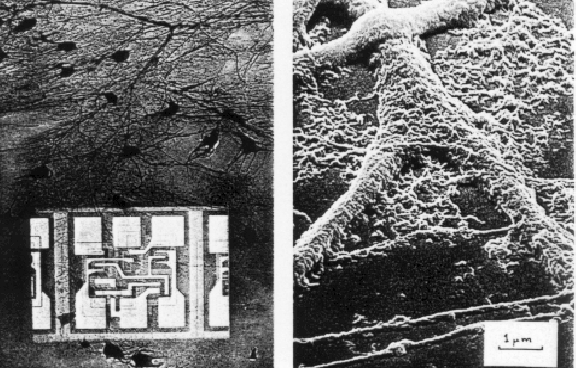 Biological neuron network vs. integrated circuit