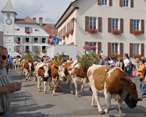 cortege_vaches.jpg