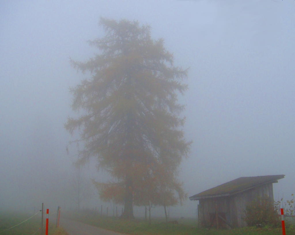 http://www.fourmilab.ch/fourmilog/archives/2008/11/16/arbre_brouillard.jpg