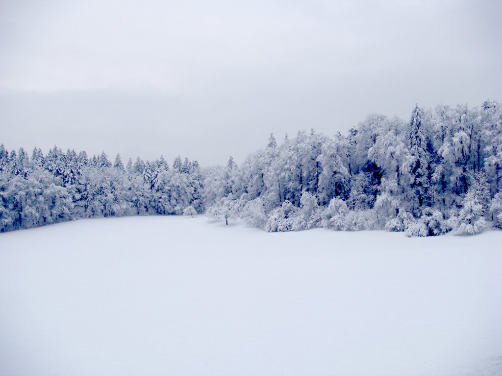 http://www.fourmilab.ch/fourmilog/archives/2009/01/06/frosted_forest.jpg