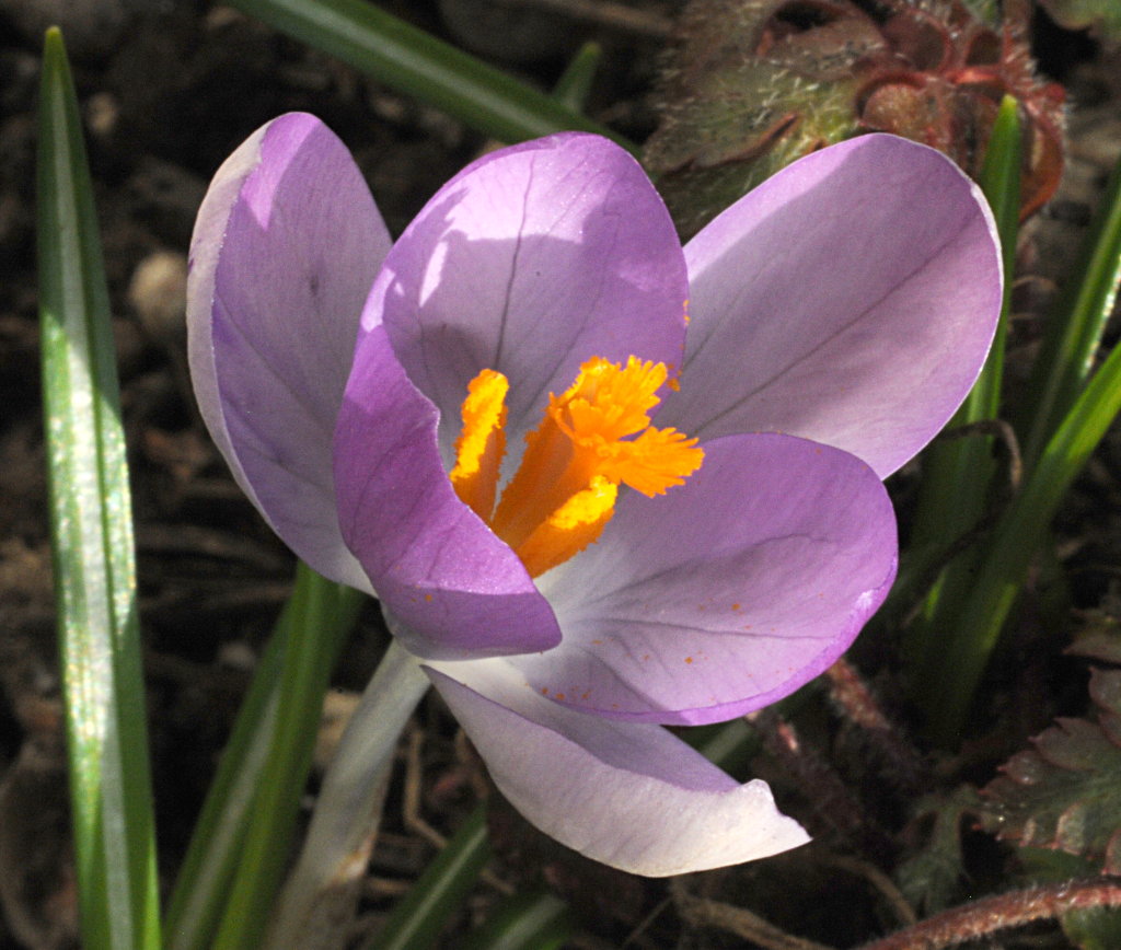 http://www.fourmilab.ch/fourmilog/archives/2009/03/15/crocus2.jpg