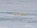 Polar Bears!